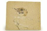 Cretaceous Fossil Shrimp - Lebanon #323710-1